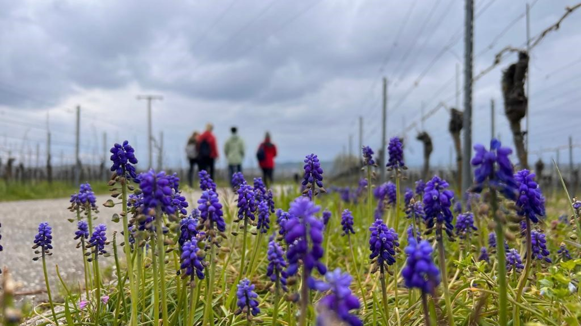 Blumen Blütenwanderung