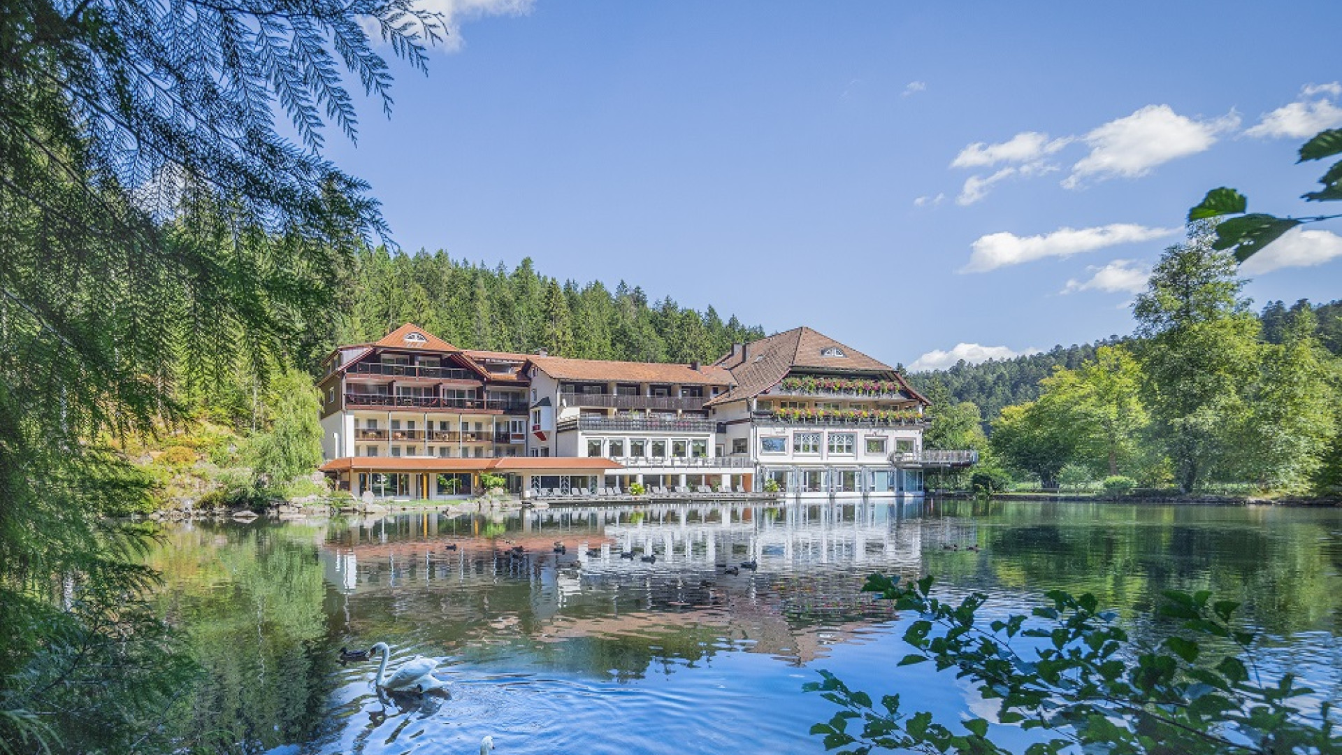 2022 Langenwaldsee 03 schwaene noch kleiner